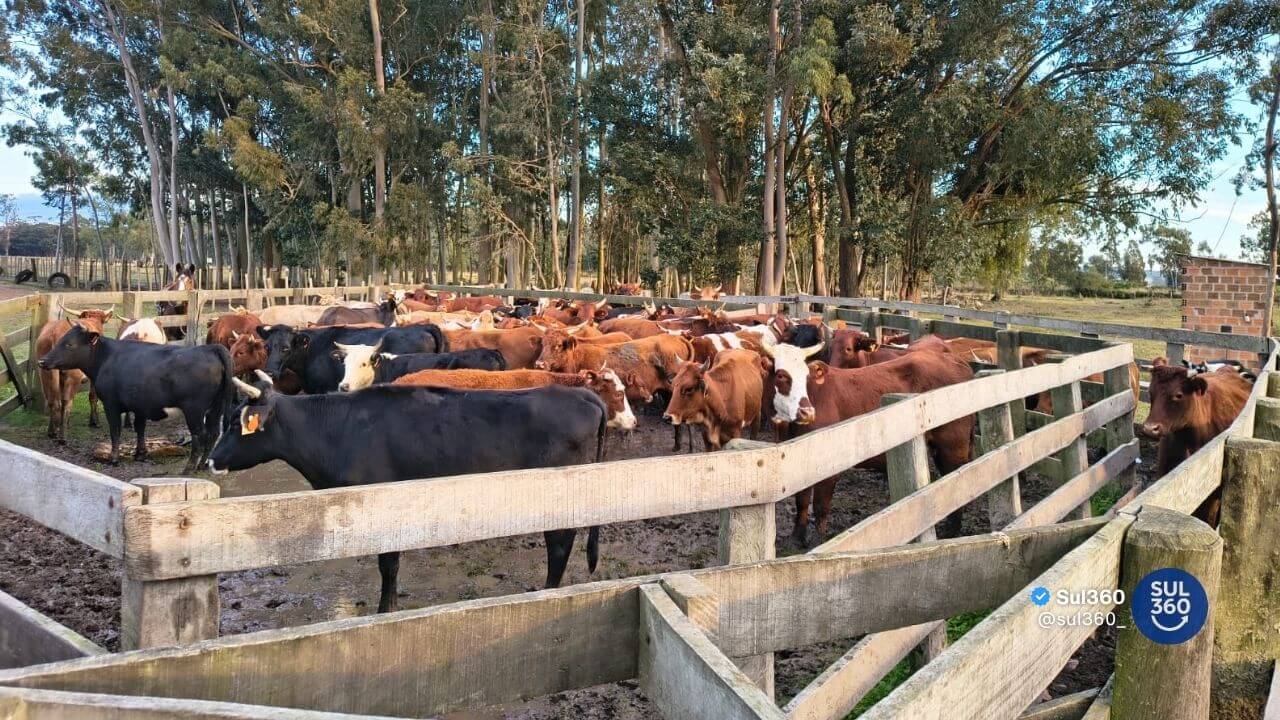 Operação aponta irregularidades em propriedade de São Lourenço do Sul