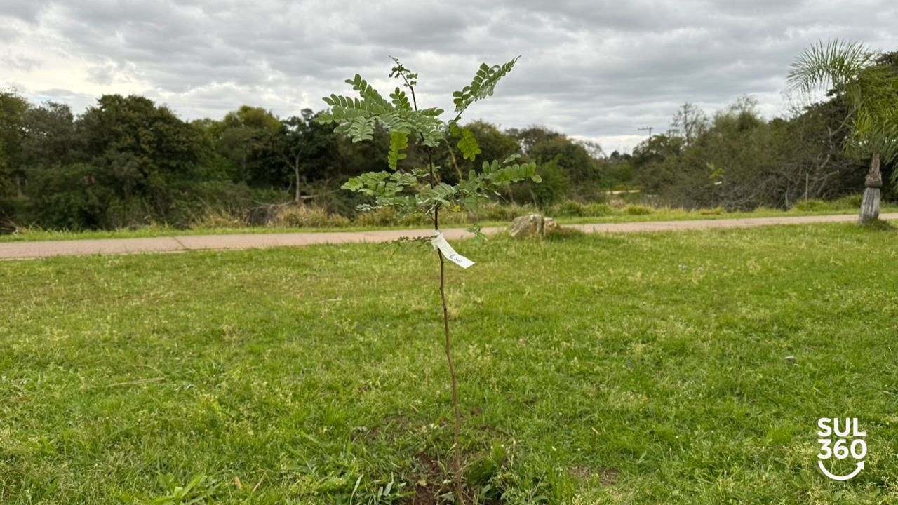 pau-brasil