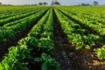 agricultura