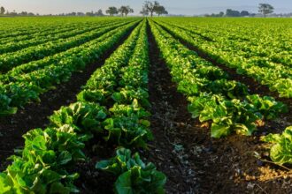 agricultura