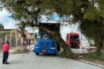 caminhao-figueira