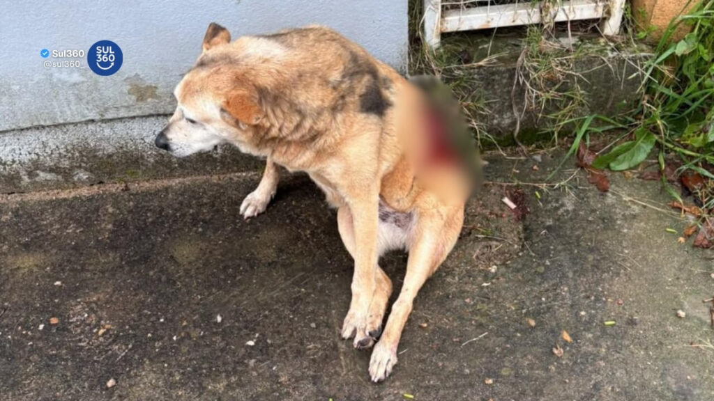 cachorra-comunitaria-atropelada-em-camaqua